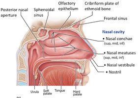 Anatomy of the nasal cavity