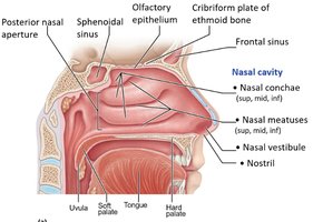 Anatomy of the nasal cavity (sagittal view)