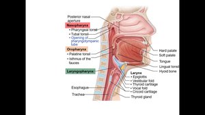 Regions of the pharynx