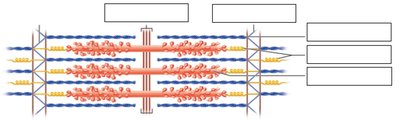 Sarcomere diagram with labeled boxes