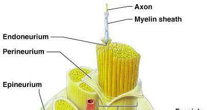 Structure of a nerve showing axon, myelin sheath, endoneurium, perineurium, epineurium, fascicle, and blood vessels