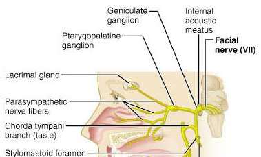 Facial nerve branches and glands