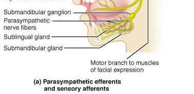 Motor branches of facial nerve to muscles of facial expression