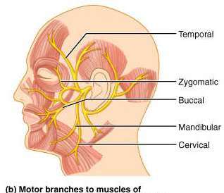 Vestibulocochlear nerve and inner ear structures