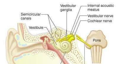Glossopharyngeal nerve and its branches