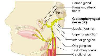Vagus nerve and its extensive distribution