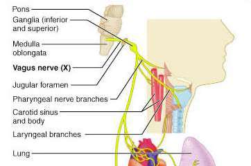 Vagus nerve branches to thoracic and abdominal organs