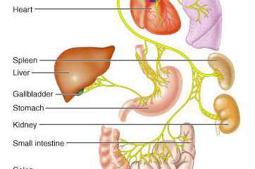 Accessory nerve and its target muscles
