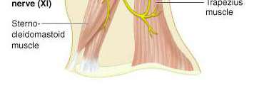 Hypoglossal nerve and tongue muscles