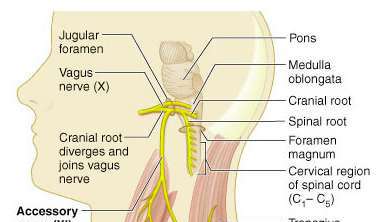 Spinal nerves and plexuses