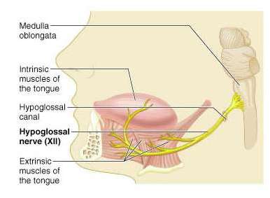 Cervical plexus branches