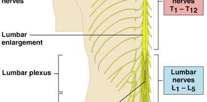 Brachial plexus structure and branches