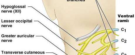 Lumbar plexus and its branches