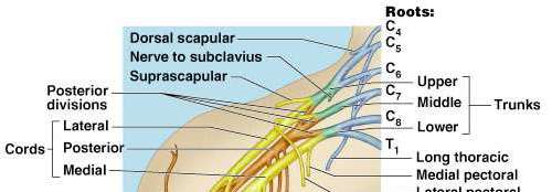 Sacral plexus and its branches