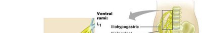 Dermatome map of the body