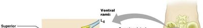Reflex arc pathway