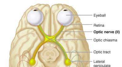 Optic nerve pathway from retina to visual cortex