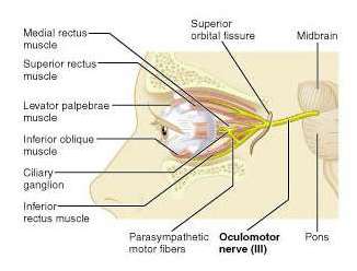 Oculomotor nerve and its target muscles
