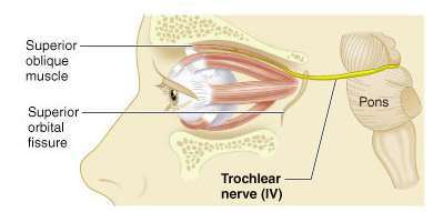 Trochlear nerve and superior oblique muscle