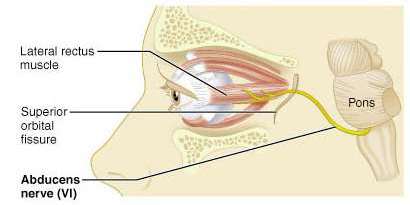 Abducens nerve and lateral rectus muscle