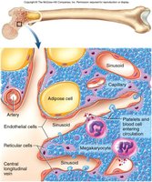 Structure and function of red bone marrow