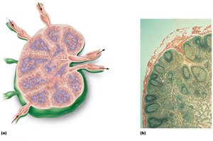 Structure of a lymph node, including cortex, medulla, and lymphatic vessels