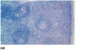 Histological section of spleen showing white and red pulp