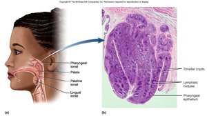 Anatomical location and histology of tonsils
