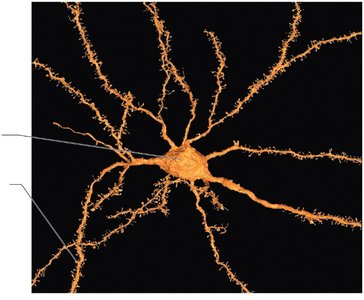 Neuron structure with dendritic spines