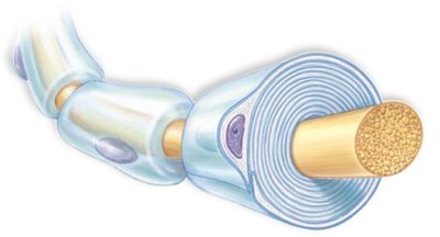 Myelinated axon with nodes of Ranvier