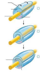 Schwann cell myelination process