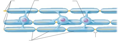 Functional classification of neurons: sensory, interneuron, motor