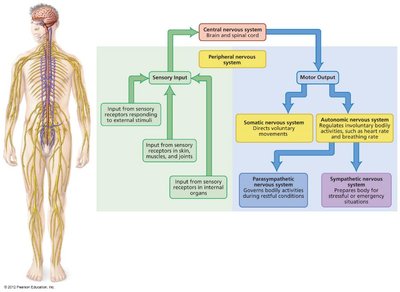 Functional organization of the nervous system