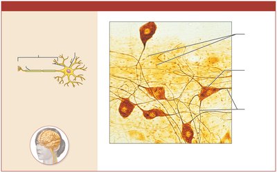 Photomicrograph of neurons and supporting cells