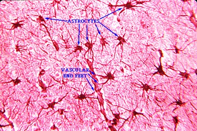 Astrocytes in nervous tissue