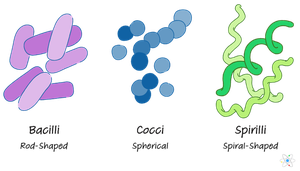 Common bacterial shapes: bacilli, cocci, spirilli