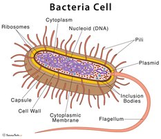 Diagram of a bacterial cell showing key structures