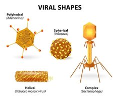 Common viral shapes: polyhedral, spherical, helical, complex