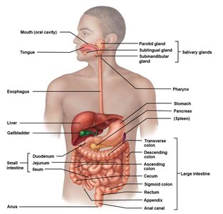 Diagram of the digestive system showing GI tract and accessory organs
