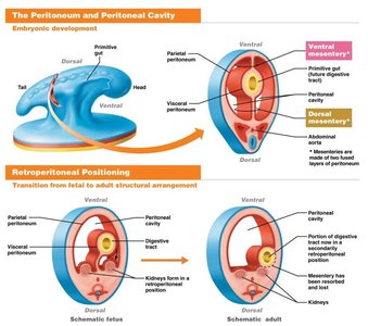 Diagram showing peritoneum, peritoneal cavity, and embryonic development