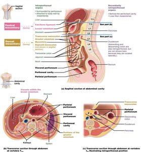 Diagram showing retroperitoneal positioning and mesenteries