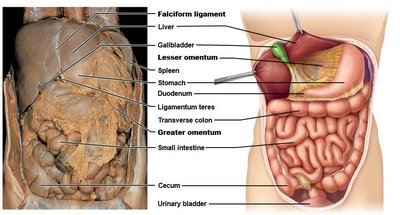 Anatomical image of mesenteries and abdominal organs