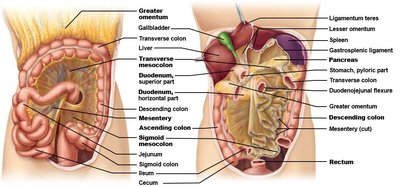 Detailed diagram of mesenteries and their attachments