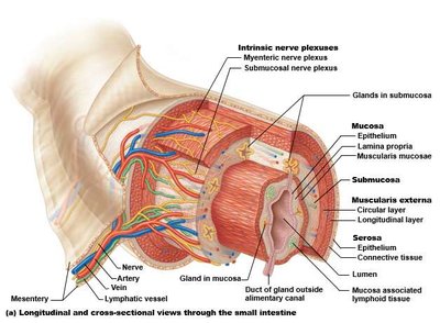 Cross-sectional view of the small intestine showing histological layers