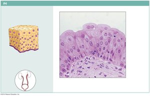Transitional epithelium in urinary bladder