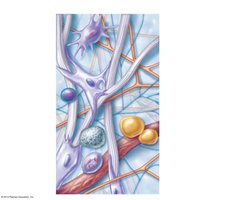 Areolar connective tissue: cell types and fibers