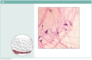 Areolar connective tissue