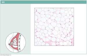 Adipose tissue under the skin