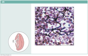 Reticular connective tissue in spleen