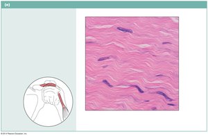 Dense regular connective tissue in tendon